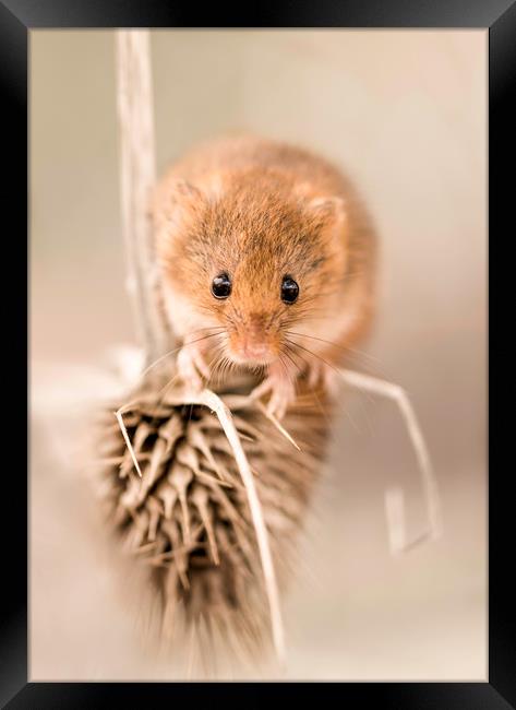 Harvest Mouse on Thistle Framed Print by Chantal Cooper
