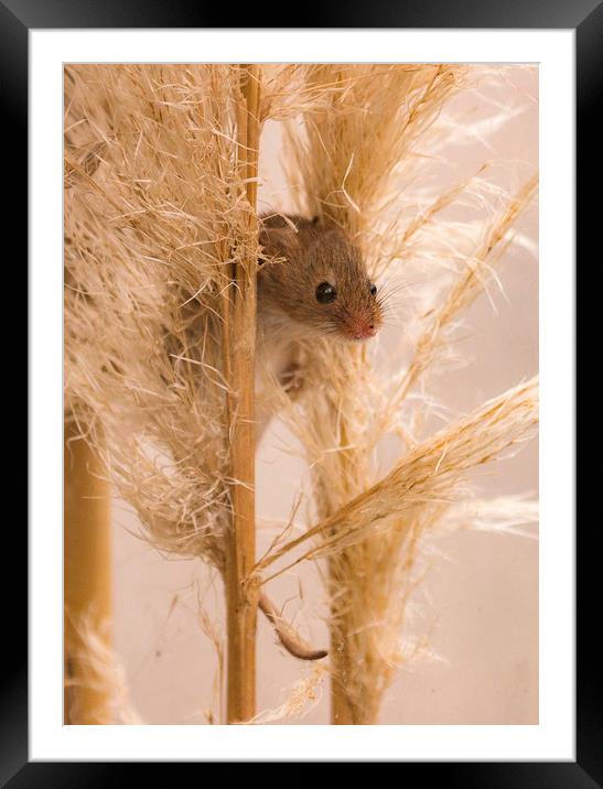 Harvest Mouse on Grass Framed Mounted Print by Chantal Cooper