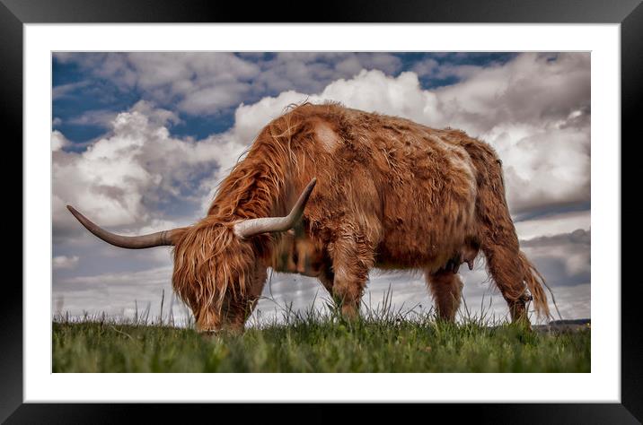 Highland Cattle from Low Point of View Framed Mounted Print by Chantal Cooper
