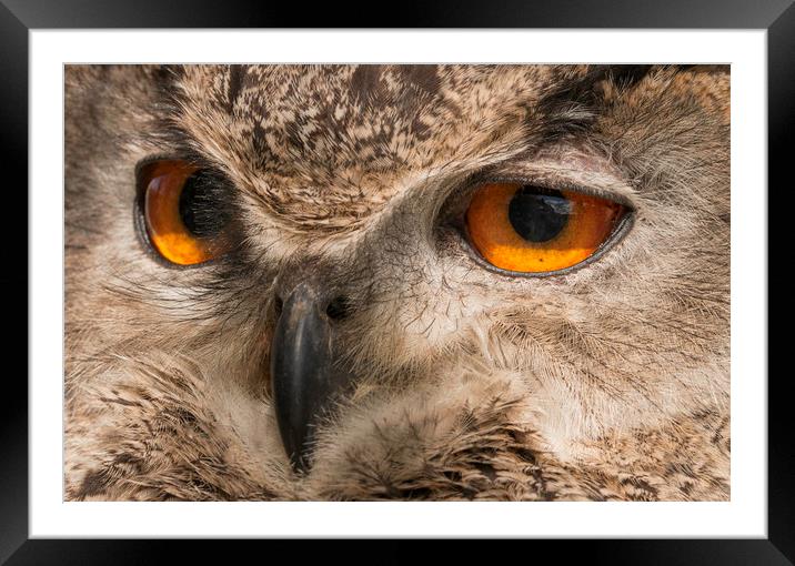 Owl Close up Framed Mounted Print by Chantal Cooper