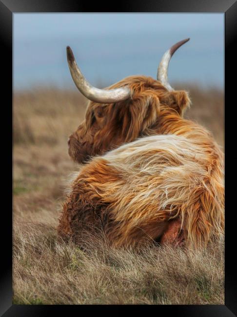 Portrait of a Highland Cow, lying down in the gras Framed Print by Chantal Cooper