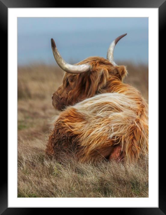 Portrait of a Highland Cow, lying down in the gras Framed Mounted Print by Chantal Cooper