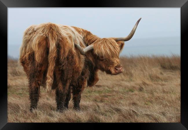 Portrait of a Highland Cow Framed Print by Chantal Cooper