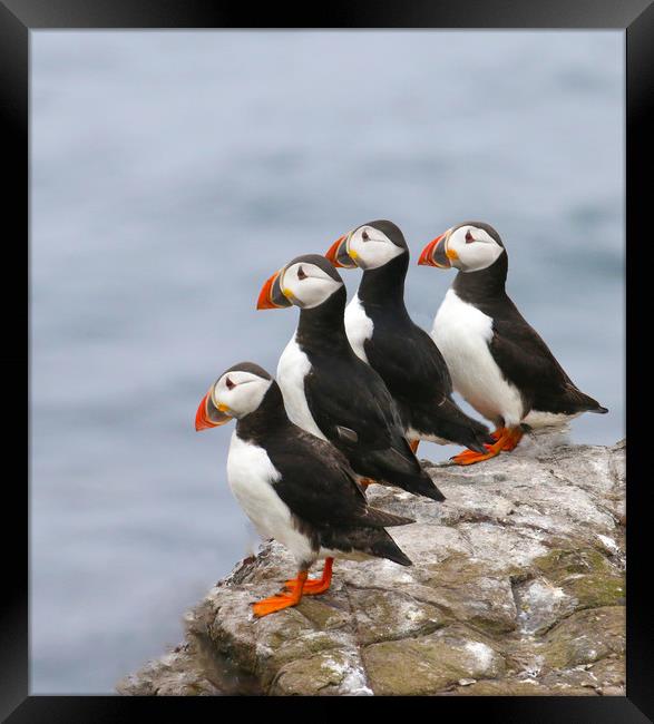 Puffins in a row Framed Print by Chantal Cooper