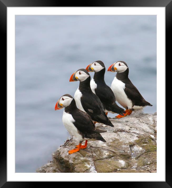 Puffins in a row Framed Mounted Print by Chantal Cooper