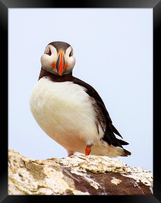 Puffin Portrait against the sky Framed Print by Chantal Cooper