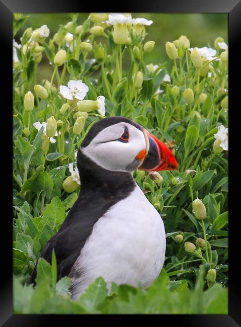 Puffin portrait among tflowers Framed Print by Chantal Cooper