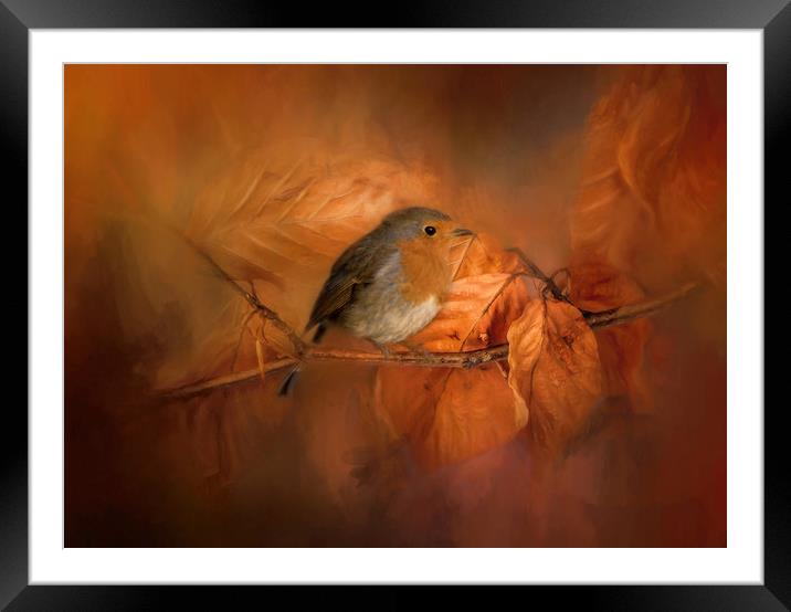 Autumnal Robin Framed Mounted Print by Chantal Cooper