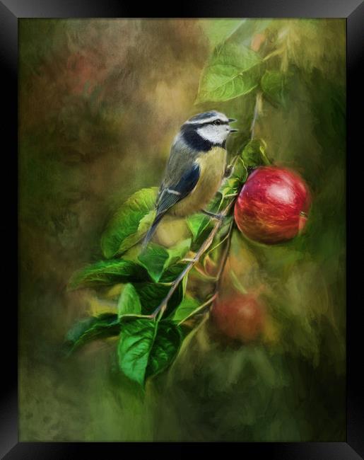 Blue Tit in the Apple Tree Framed Print by Chantal Cooper