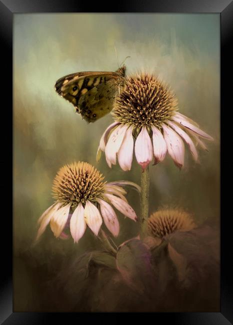 Butterfly on Echinacea Framed Print by Chantal Cooper