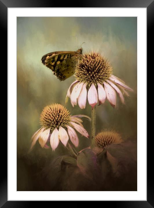 Butterfly on Echinacea Framed Mounted Print by Chantal Cooper