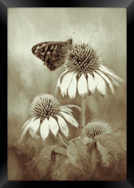 Butterfly on Echinacea in Sepia Framed Print by Chantal Cooper