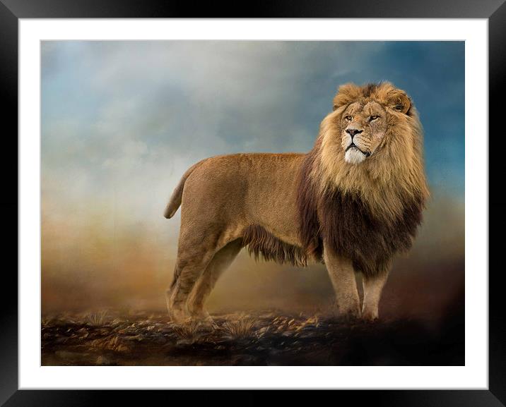 King of the Jungle Framed Mounted Print by Chantal Cooper