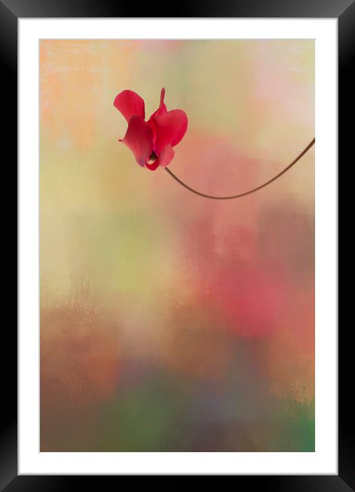 Cyclamen Framed Mounted Print by Chantal Cooper