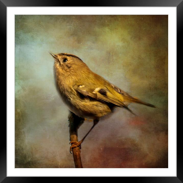 A close up of a Goldcrest Framed Mounted Print by Chantal Cooper