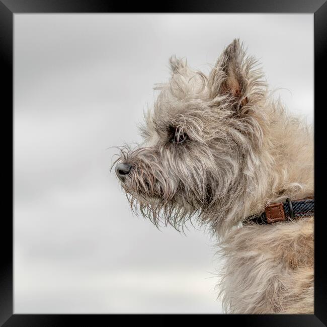 Portrait of a Cairn Terrier Framed Print by Chantal Cooper