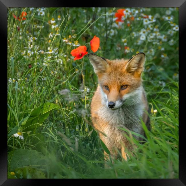 Fox cub in meadow of flowers Framed Print by Chantal Cooper
