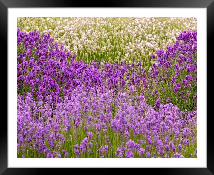 Lavender Field Framed Mounted Print by Chantal Cooper