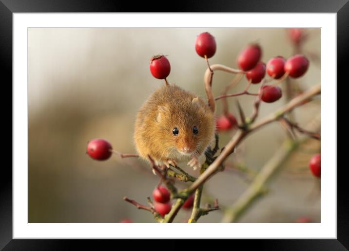 A Harvest Mouse sitting on a branch of Red Berries Framed Mounted Print by Chantal Cooper