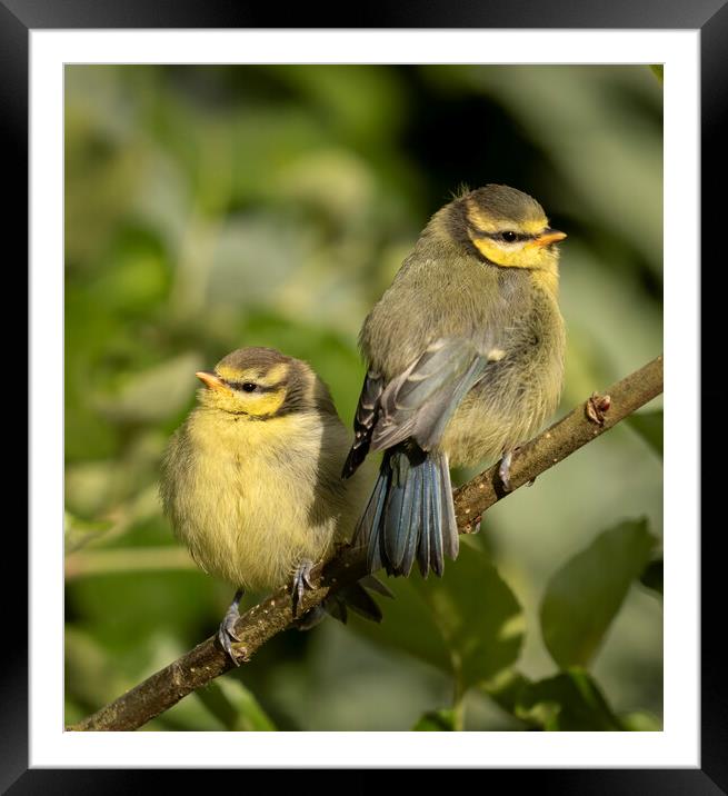 Two fledgling Blue Tits on a branch Framed Mounted Print by Chantal Cooper