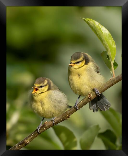 Two fledgling Blue Tits on a branch Framed Print by Chantal Cooper