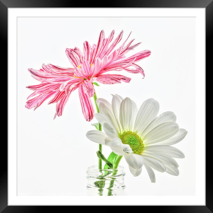 Two high key macro daisies in a vase Framed Mounted Print by Chantal Cooper
