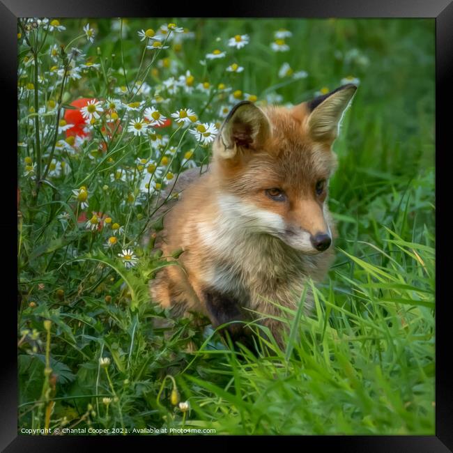 Fox cub sitting in a field of wild flowers Framed Print by Chantal Cooper