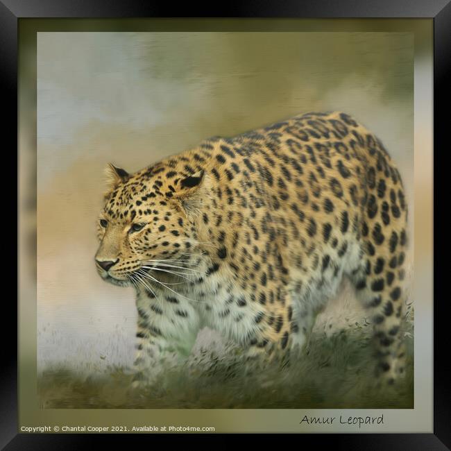 Amur Leopard Framed Print by Chantal Cooper
