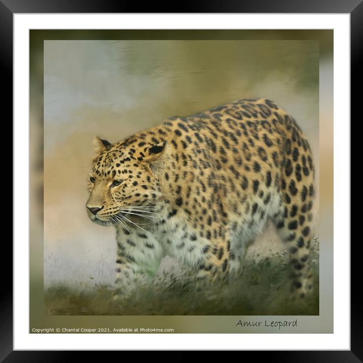Amur Leopard Framed Mounted Print by Chantal Cooper
