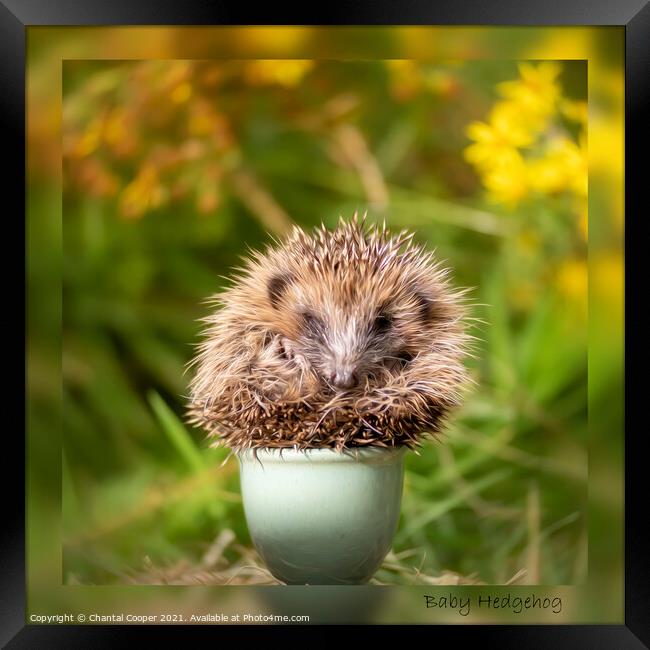 Baby Hedgehog in an Eggcup Framed Print by Chantal Cooper