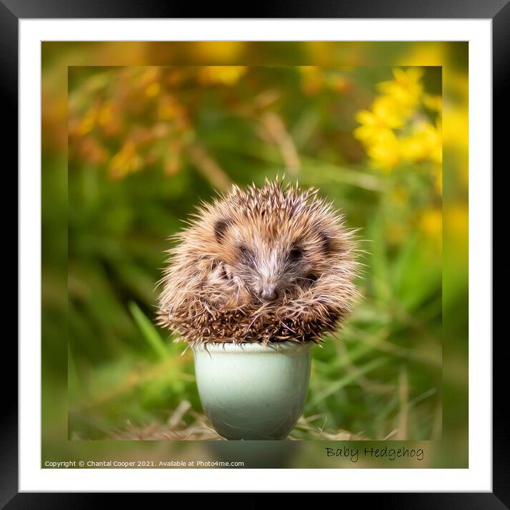 Baby Hedgehog in an Eggcup Framed Mounted Print by Chantal Cooper