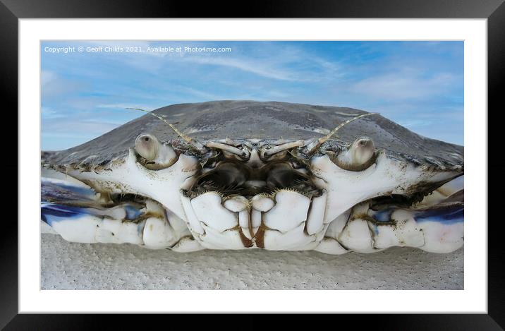  Blue Swimmer Crab  Very Closeup Framed Mounted Print by Geoff Childs