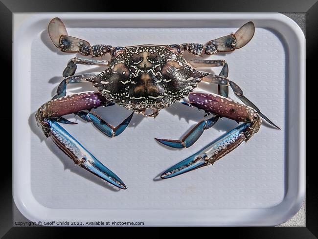 Uncooked Blue Swimmer Crab on a tray. Framed Print by Geoff Childs