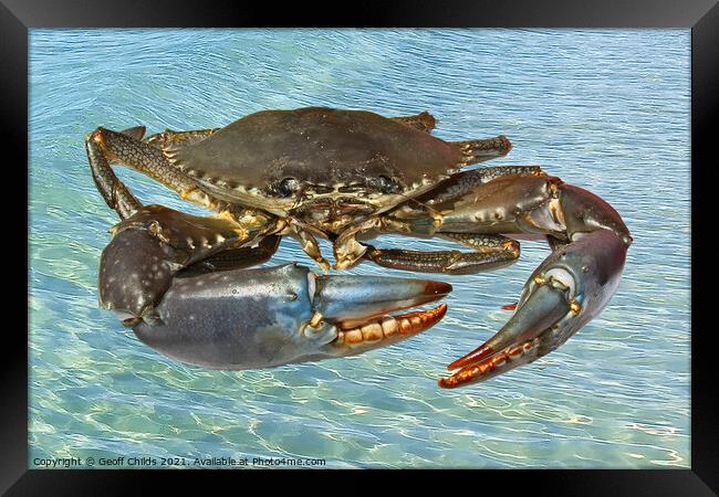 Live Australian Giant Mud Crab closeup. Framed Print by Geoff Childs