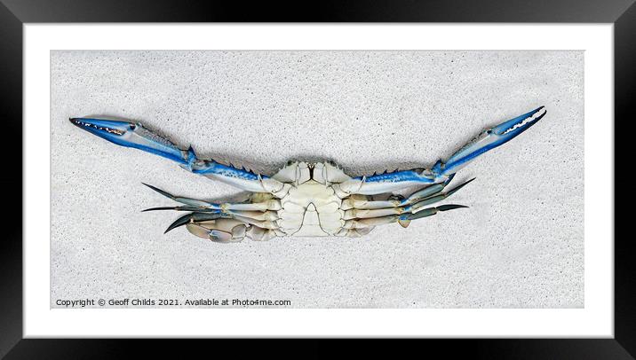 Colourful Live male Blue Swimmer Crab. Underbelly view. Framed Mounted Print by Geoff Childs