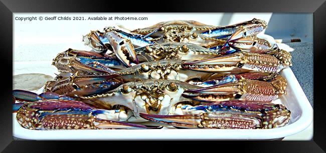 Live Blue SWimmer Crab. Ready for the cooking pot. Framed Print by Geoff Childs