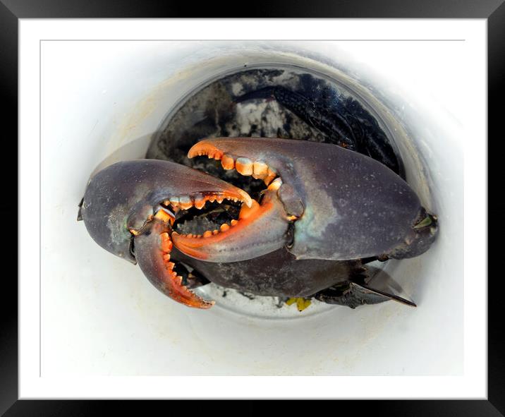 Aggressive live Australian Giant Mud Crab in a buc Framed Mounted Print by Geoff Childs