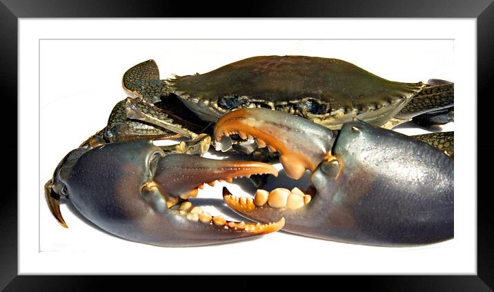Dangerous live Australian Giant Mud Crab closeup. Framed Mounted Print by Geoff Childs