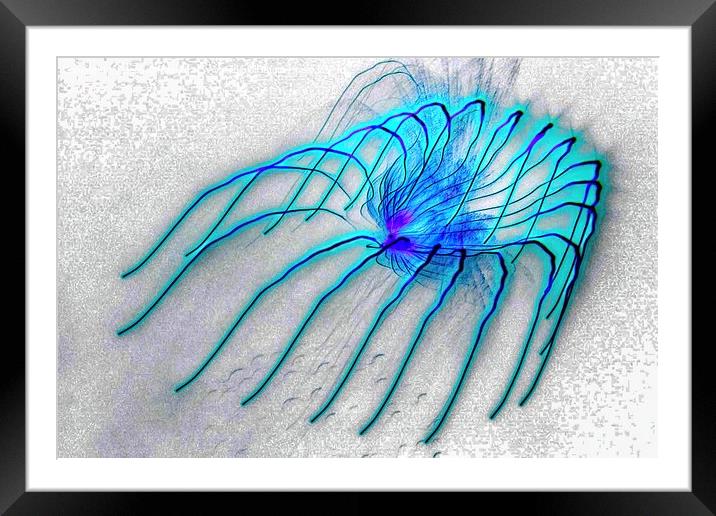 Blue Tarantula. Colourful abstract surreal wall ar Framed Mounted Print by Geoff Childs