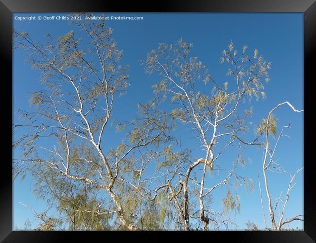 Highlighted delicate tree branches against bright blue clear sky Framed Print by Geoff Childs