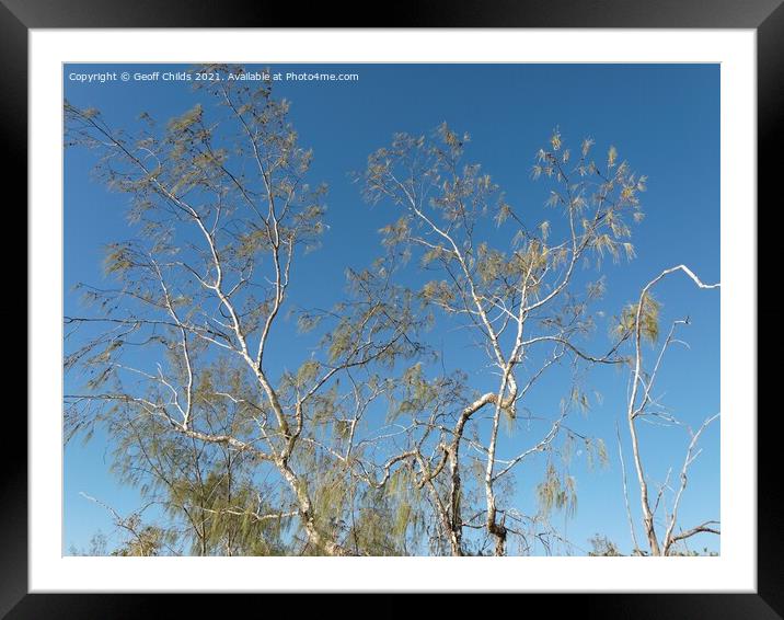 Highlighted delicate tree branches against bright blue clear sky Framed Mounted Print by Geoff Childs