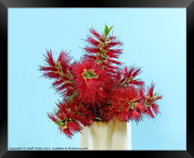 Red Bottlebrush flowering plant in a vase.  Framed Print by Geoff Childs
