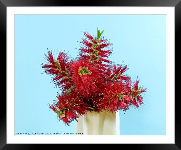 Red Bottlebrush flowering plant in a vase.  Framed Mounted Print by Geoff Childs