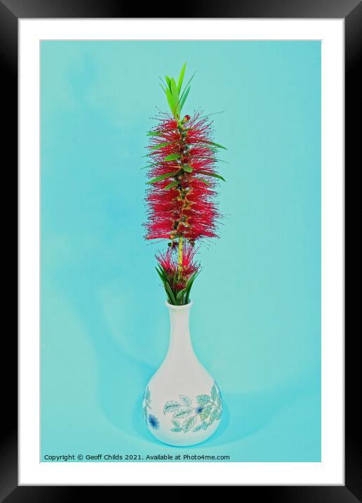 Single Red Bottlebrush flower in a decorative white vase.  Framed Mounted Print by Geoff Childs