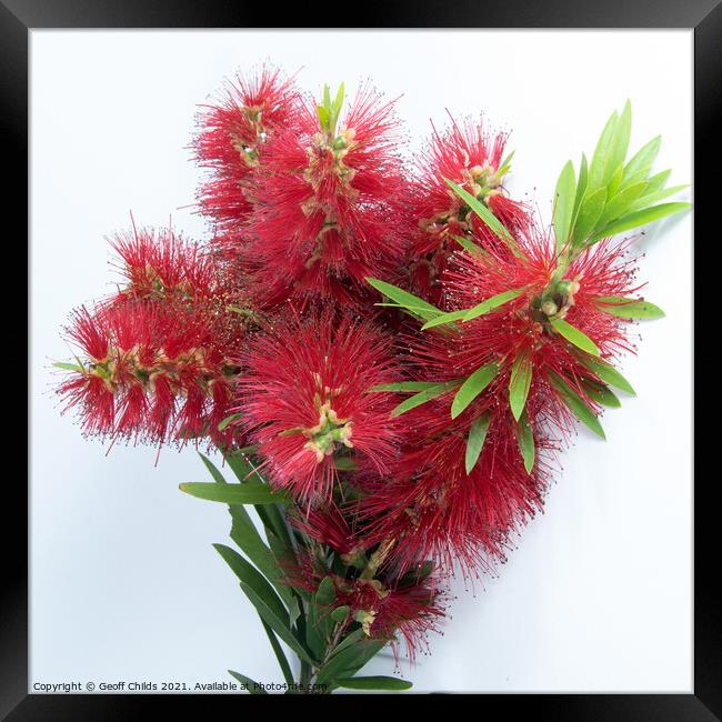 Isolated Bouquet of Red Bottlebrush flowering plant, Callistamon Framed Print by Geoff Childs