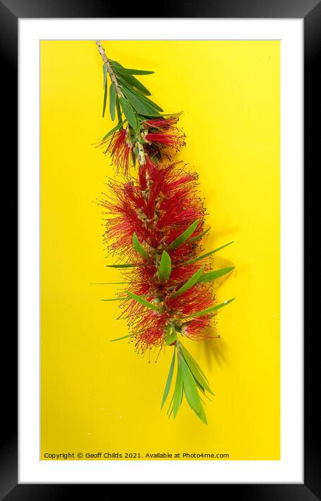 Red Bottlebrush, Flowering plant, Framed Mounted Print by Geoff Childs