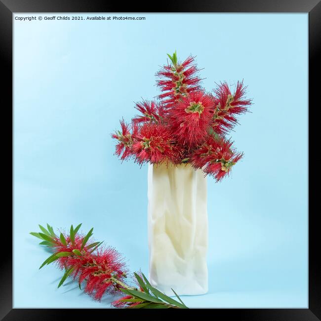 Red Bottlebrush flowers in a white vase. Framed Print by Geoff Childs