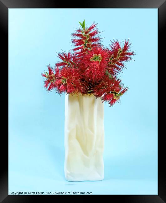  Red Bottlebrush flowers in a white vase closeup. Framed Print by Geoff Childs