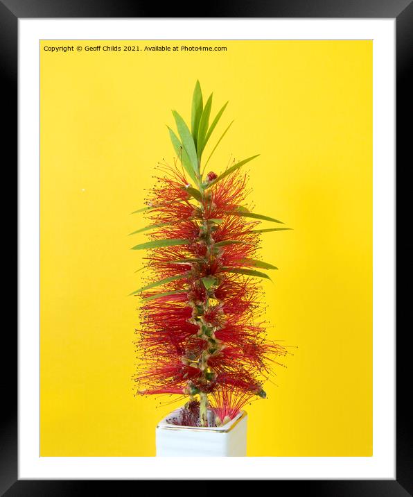 Single Red Bottlebrush flower isolated on yellow. Framed Mounted Print by Geoff Childs