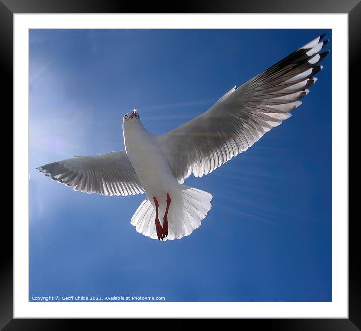Beautiful healthy Australian white Seagull, Silver Framed Mounted Print by Geoff Childs